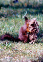 Sciurus vulgaris